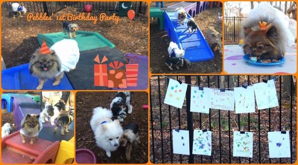 We do Doggy Birthday parties