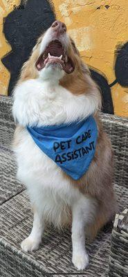 Beau's as a Pet Care Assistant