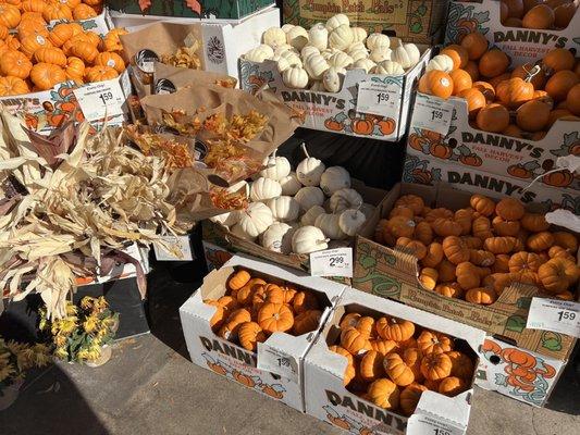 Assortment of small pumpkins