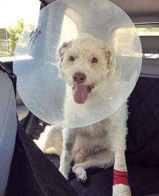 Dottie--shortly after surgery and ready to go home and recover.