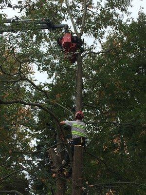 Working on the pine tree