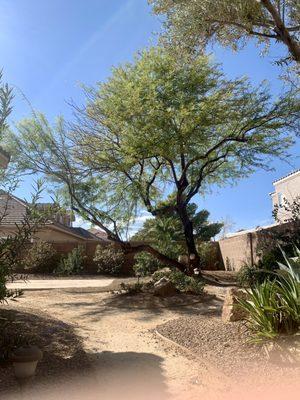 Mesquite Tree