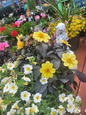 Arrays of perennials for Zone 8a... full sun and shade.