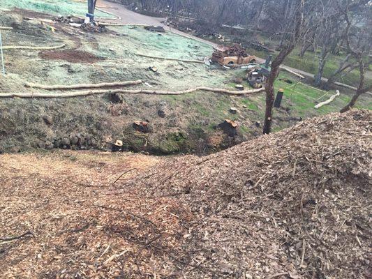 The Creek that goes directly to Mark West Creek will have acid from these trees