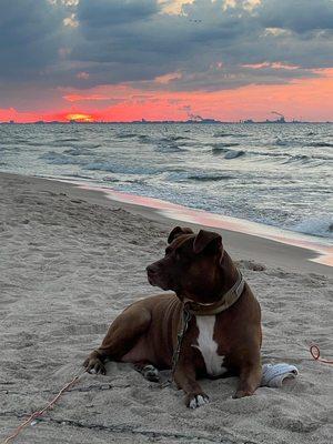 Brownie at the Indiana Dunes. R.I.P. 
 
 Diagnosed incorrectly by LSPC with a heart murmur & died of lung cancer 5 months later.