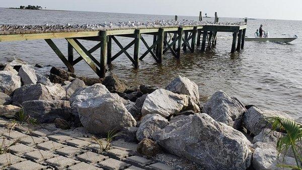 Pier at Horseshoe Beach during the summer and all the birds.