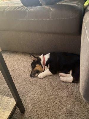 Roper, 4 month old corgi