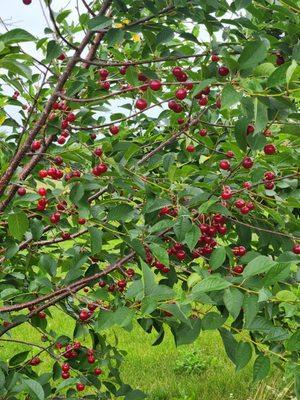 Curran's Orchard