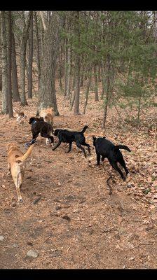 Dogs playing during playgroup