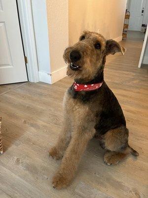 Archie our airedale right after a groom