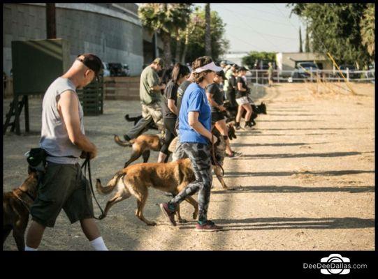 Group Class Obedience!