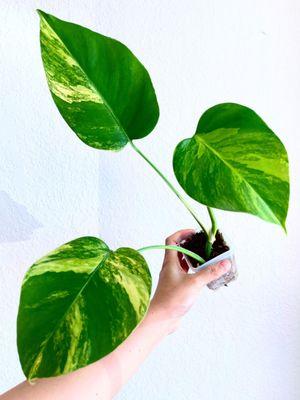 Monstera Aurea Variegated