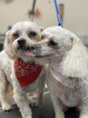 BJ and Maxie after getting groomed