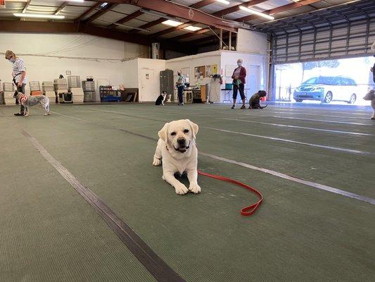 Bogart doing a down stay at a distance