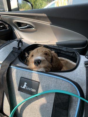 Our sick puppy patiently waiting for the nurse