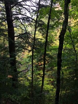 Beautiful forested trails