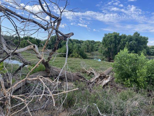 Split ancient cottonwood.