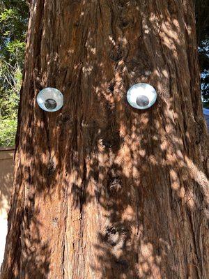 big redwood friend