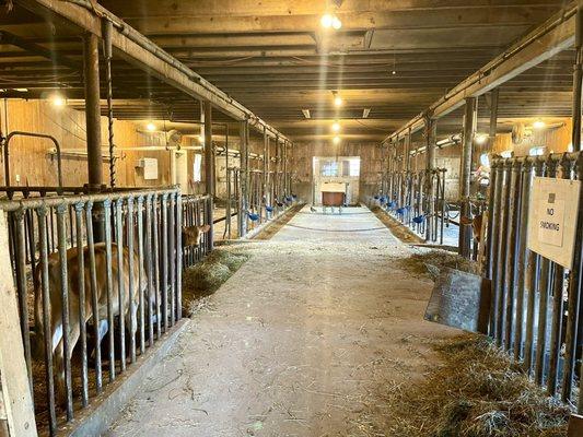 Inside the dairy barn