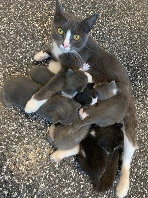 Big mama and her kittens