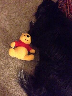 This is our dog Palmar. He got Pooh bear off of a big pillow that I have in my room.