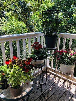 Beautiful plants at Home Depot for my special deck ;)