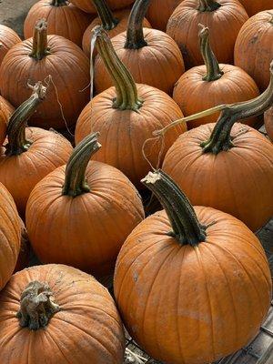 Sugar pumpkins