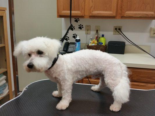 Bichon Frise After