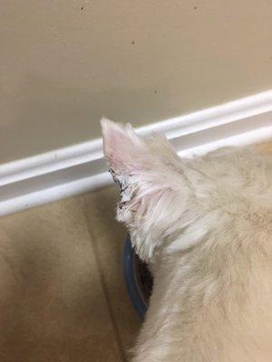 The second photo of Lilly's ear. Please tell me how you classify that as a small "nick."