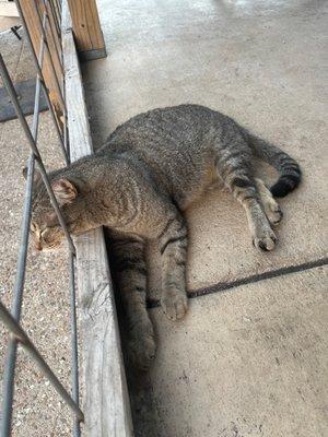 a cat on the patio :)