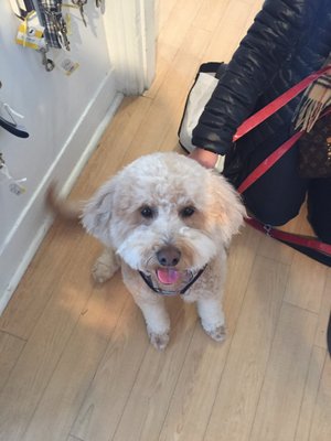 A happy dog at the store post-grooming!