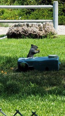 Golf squirrel