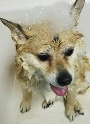 This is "Bear", getting his Oatmeal bath. We have a large selection of All Natural and Medicated Shampoos that you can choose from. NO EXTRA