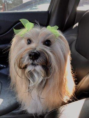 Miss Abbey is  therapy dog for children with autism.