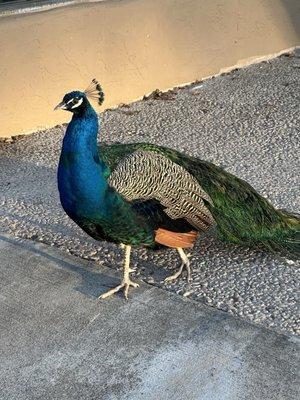 Lots of Peacocks Roaming