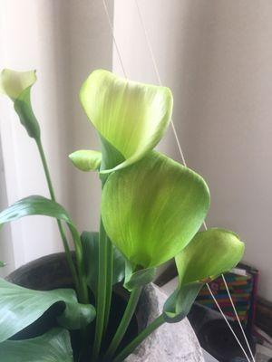 Calla lilies from Trader Joe's $5.50 Lasting 2 months now. This plant was used in much grill work of the Art Noveau period. Esp in France.