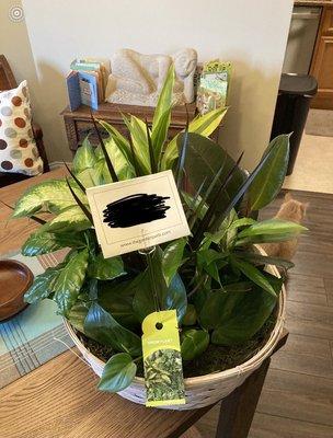 Green plant basket. Leaves look shiny, no issues. Recipient happy.