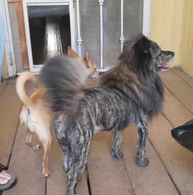 Wrigley with her lion cut.