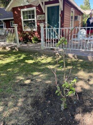 Here's the little Apple tree Cameron planted.