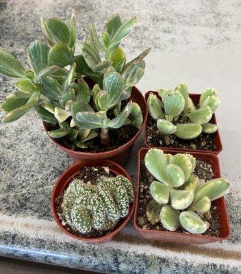 Variegated bear paws and jade plant and cacti