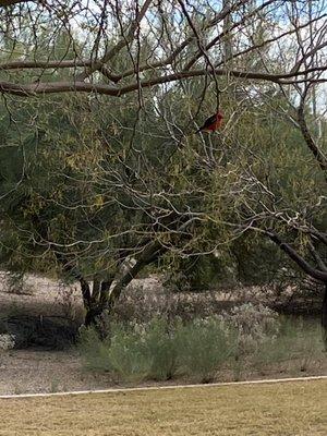 Male Vermilion flycatchers are vibrant.