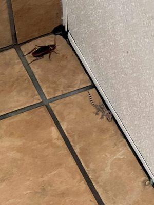 Yep. You're seeing correctly. A large cockroach and a lizard. And they were both alive.