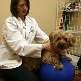 Dr. Hershey performing rehabilitation exercises on a cute pooch.