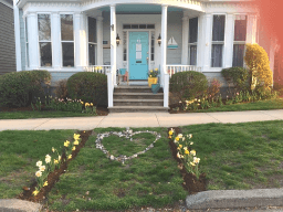 the fresh tulips and daffs blooming last spring