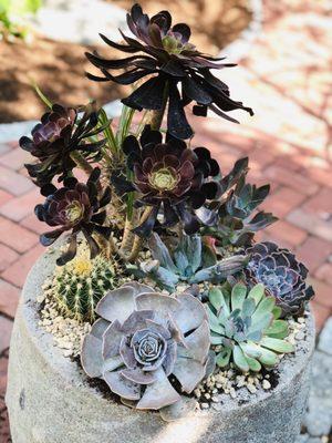 Succulent Garden Container HT Ggl 20