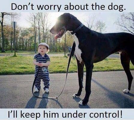 Don't worry about the dog