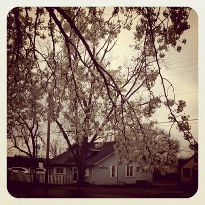 Spring at The Yarn Shop