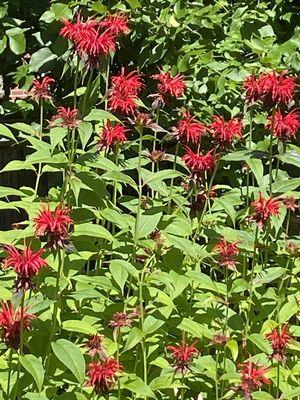 Bee Balm floods my upper garden and the hummingbirds love it!