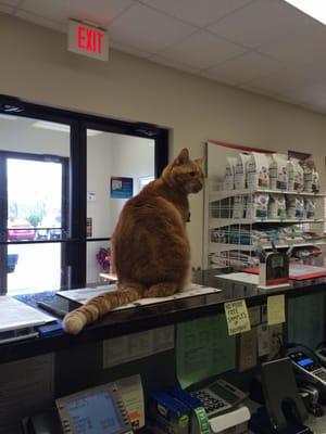 Buttons, the hospital mascot.