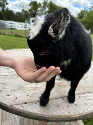 The goats will sit on your lap